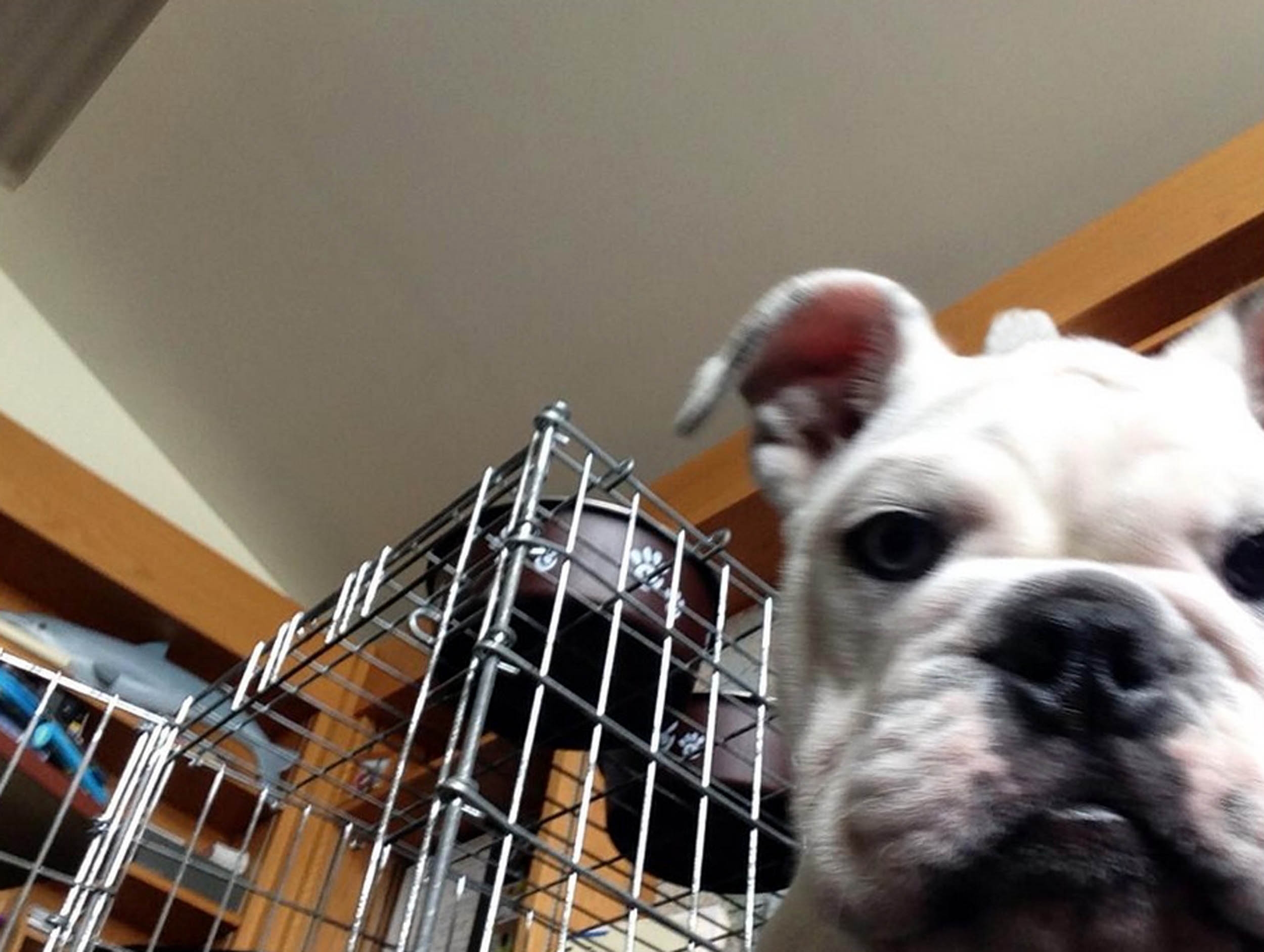 "When a dog takes a selfie on your phone" PETS across the globe are getting in on the selfie phenomenon. Curious cats, dopey dogs and even ham-fisted hamsters are snapping themselves on their owners mobiles - with hilarious results. The pictures, which include a close-up of a one-eyed cat, all were produced when clumsy pets stood on their owners phones or iPads. The results are varied - some pictures show cats looking down into the camera with their chin appearing extremely enlarged, and in others a dogs nose takes up most of the photo.