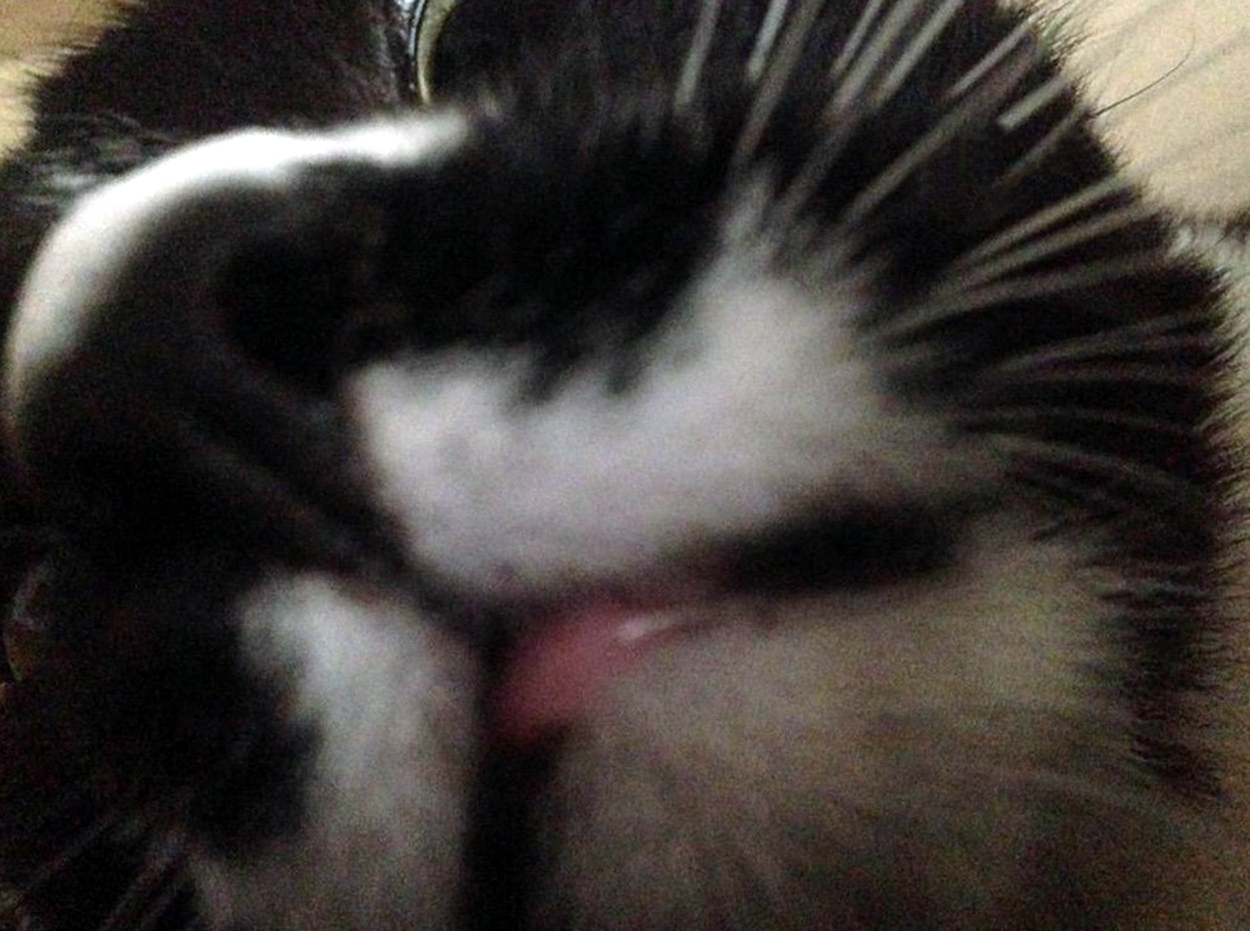 "My cat snatched my phone and accidentally took selfies" PETS across the globe are getting in on the selfie phenomenon. Curious cats, dopey dogs and even ham-fisted hamsters are snapping themselves on their owners mobiles - with hilarious results. The pictures, which include a close-up of a one-eyed cat, all were produced when clumsy pets stood on their owners phones or iPads. The results are varied - some pictures show cats looking down into the camera with their chin appearing extremely enlarged, and in others a dogs nose takes up most of the photo.