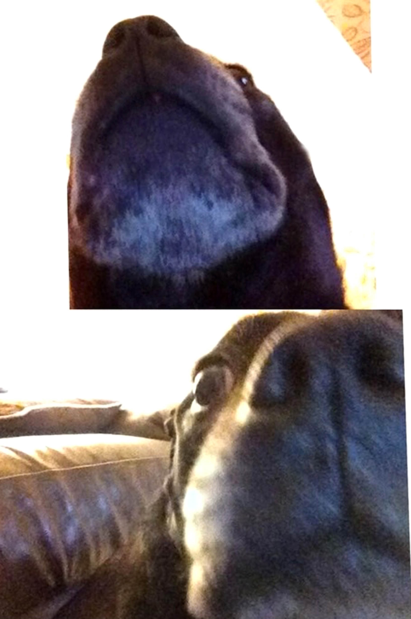"My dog stood on my phone and took selfies" PETS across the globe are getting in on the selfie phenomenon. Curious cats, dopey dogs and even ham-fisted hamsters are snapping themselves on their owners mobiles - with hilarious results. The pictures, which include a close-up of a one-eyed cat, all were produced when clumsy pets stood on their owners phones or iPads. The results are varied - some pictures show cats looking down into the camera with their chin appearing extremely enlarged, and in others a dogs nose takes up most of the photo.