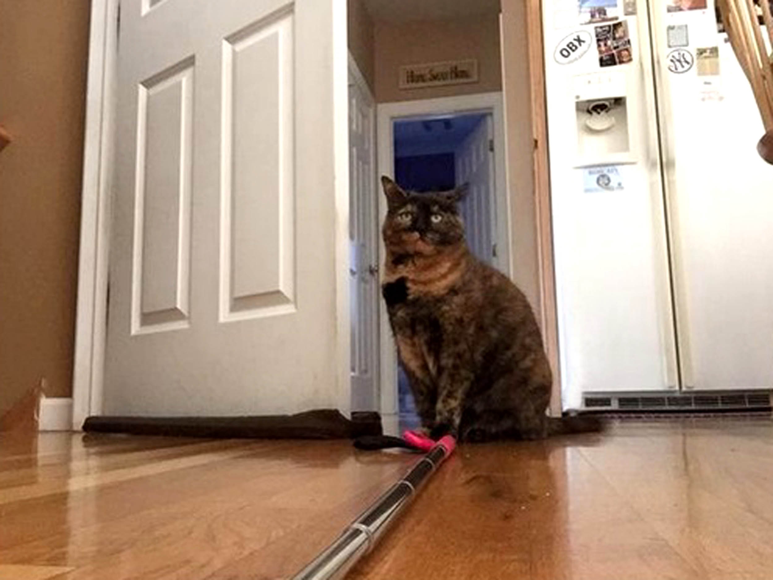Cat triggers selfie stick PETS across the globe are getting in on the selfie phenomenon. Curious cats, dopey dogs and even ham-fisted hamsters are snapping themselves on their owners mobiles - with hilarious results. The pictures, which include a close-up of a one-eyed cat, all were produced when clumsy pets stood on their owners phones or iPads. The results are varied - some pictures show cats looking down into the camera with their chin appearing extremely enlarged, and in others a dogs nose takes up most of the photo.