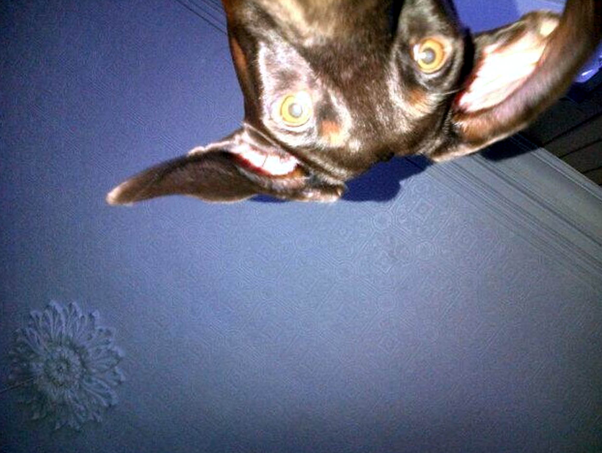 Dog stood on phone PETS across the globe are getting in on the selfie phenomenon. Curious cats, dopey dogs and even ham-fisted hamsters are snapping themselves on their owners mobiles - with hilarious results. The pictures, which include a close-up of a one-eyed cat, all were produced when clumsy pets stood on their owners phones or iPads. The results are varied - some pictures show cats looking down into the camera with their chin appearing extremely enlarged, and in others a dogs nose takes up most of the photo.