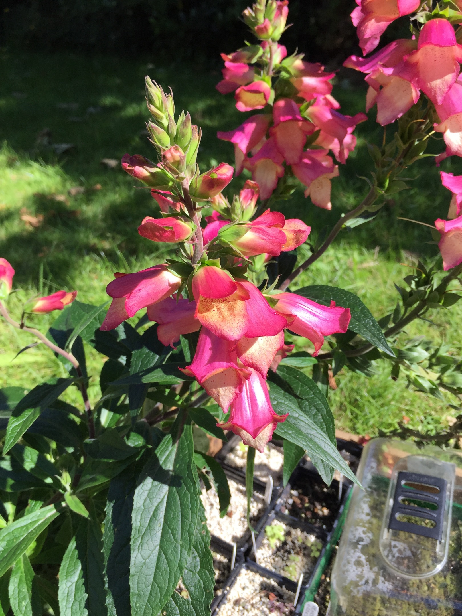 Digitalis Illumination