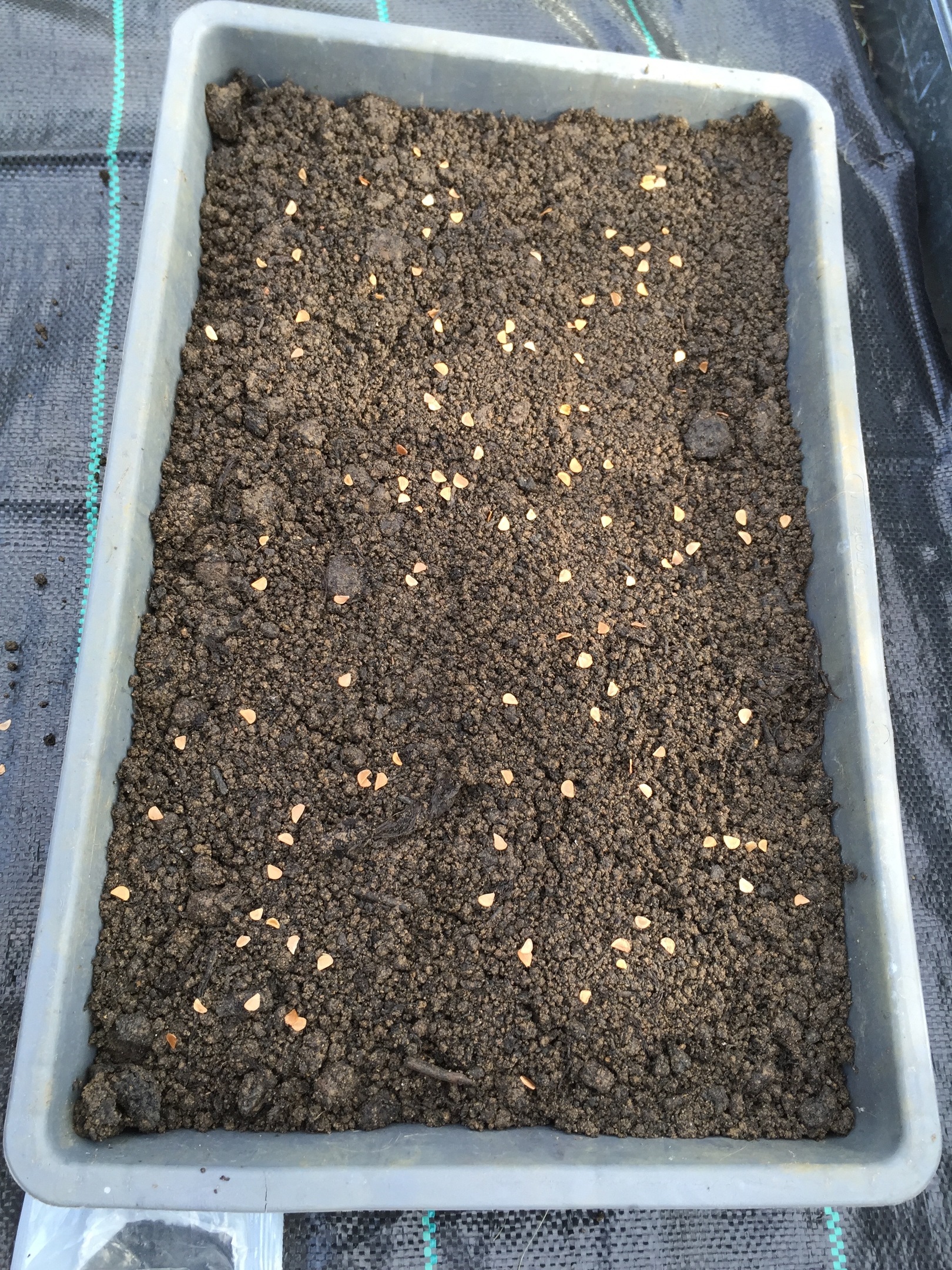 Fritillaria meleagris alba sowing