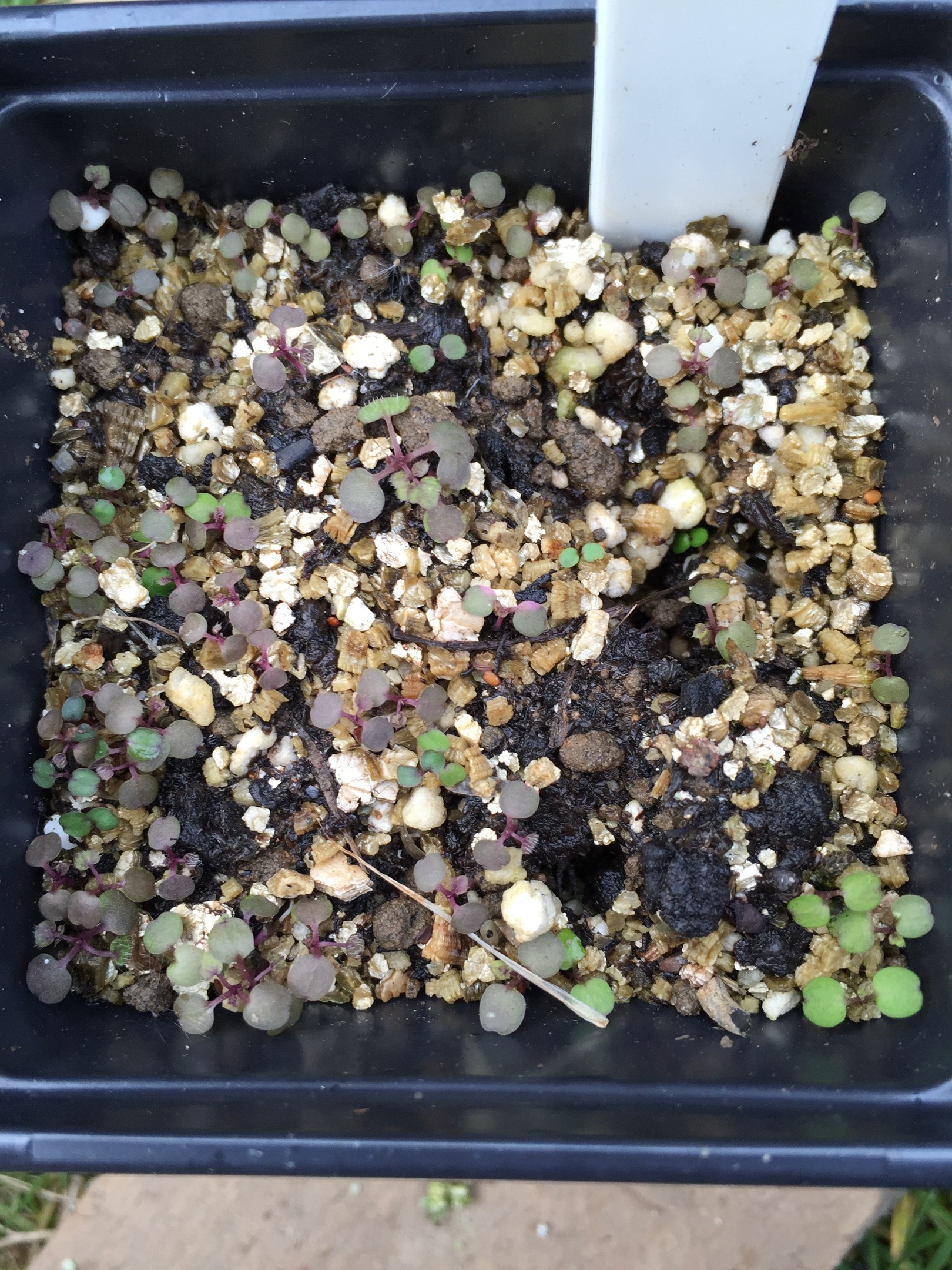 Gunnera mannicata seedlings