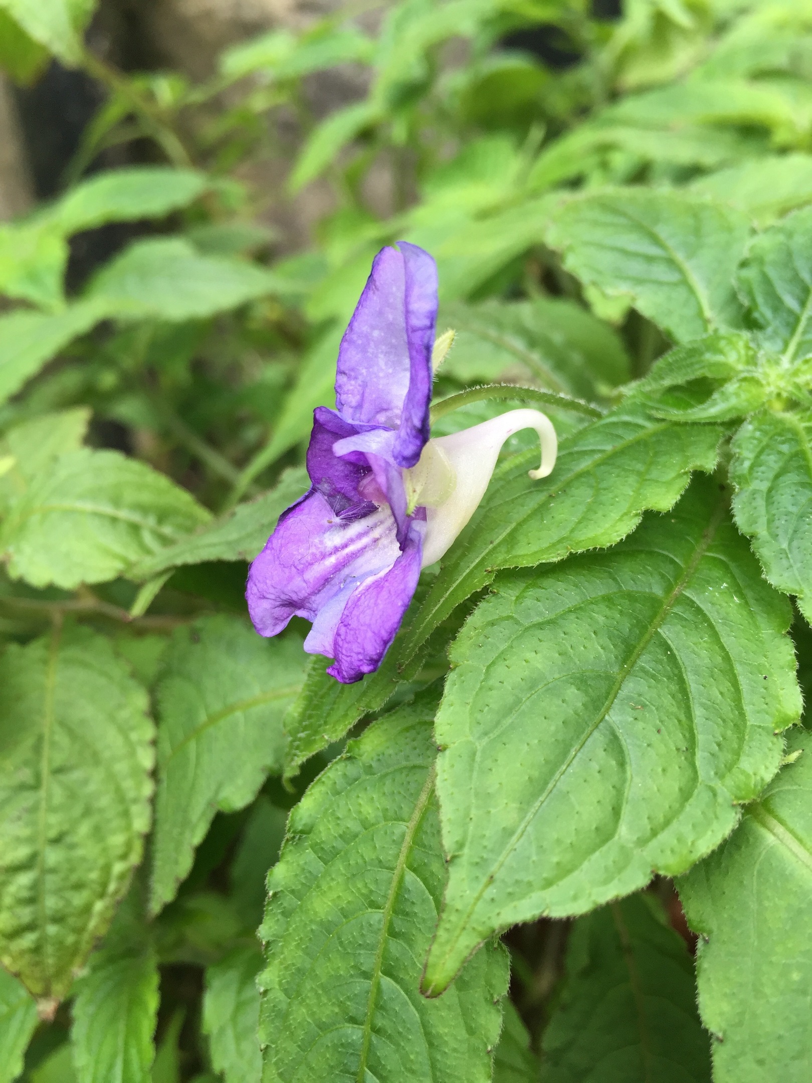 Impatiens puberula