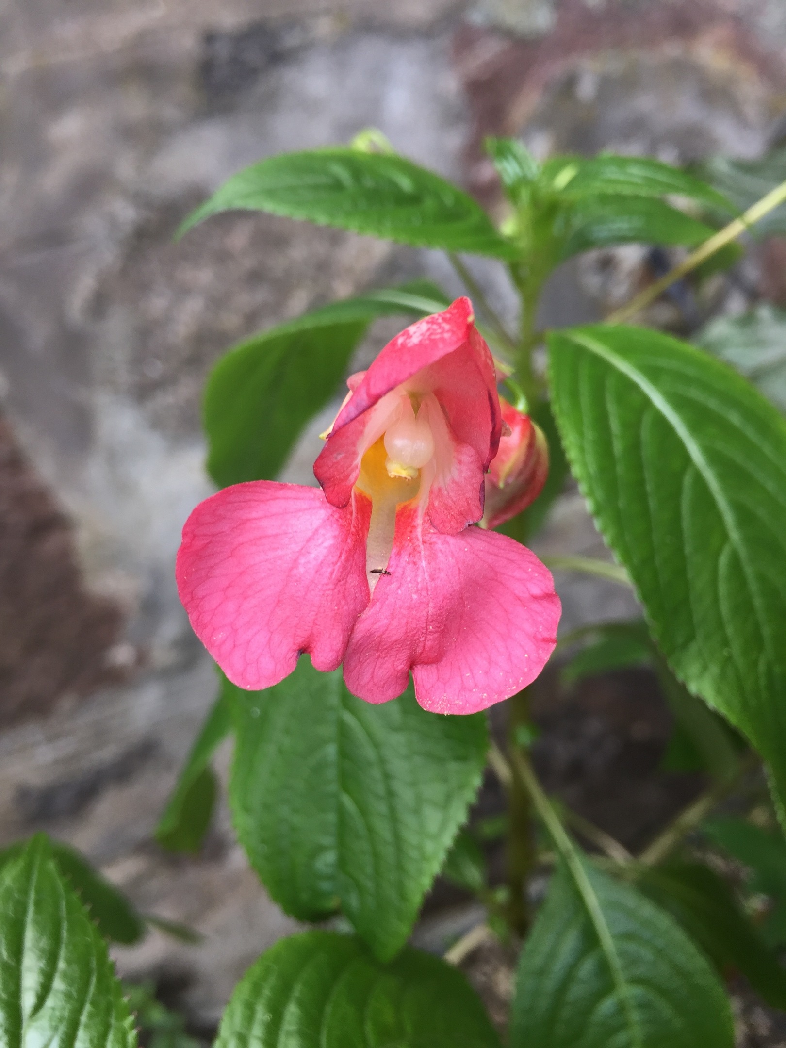 Impatiens rothii