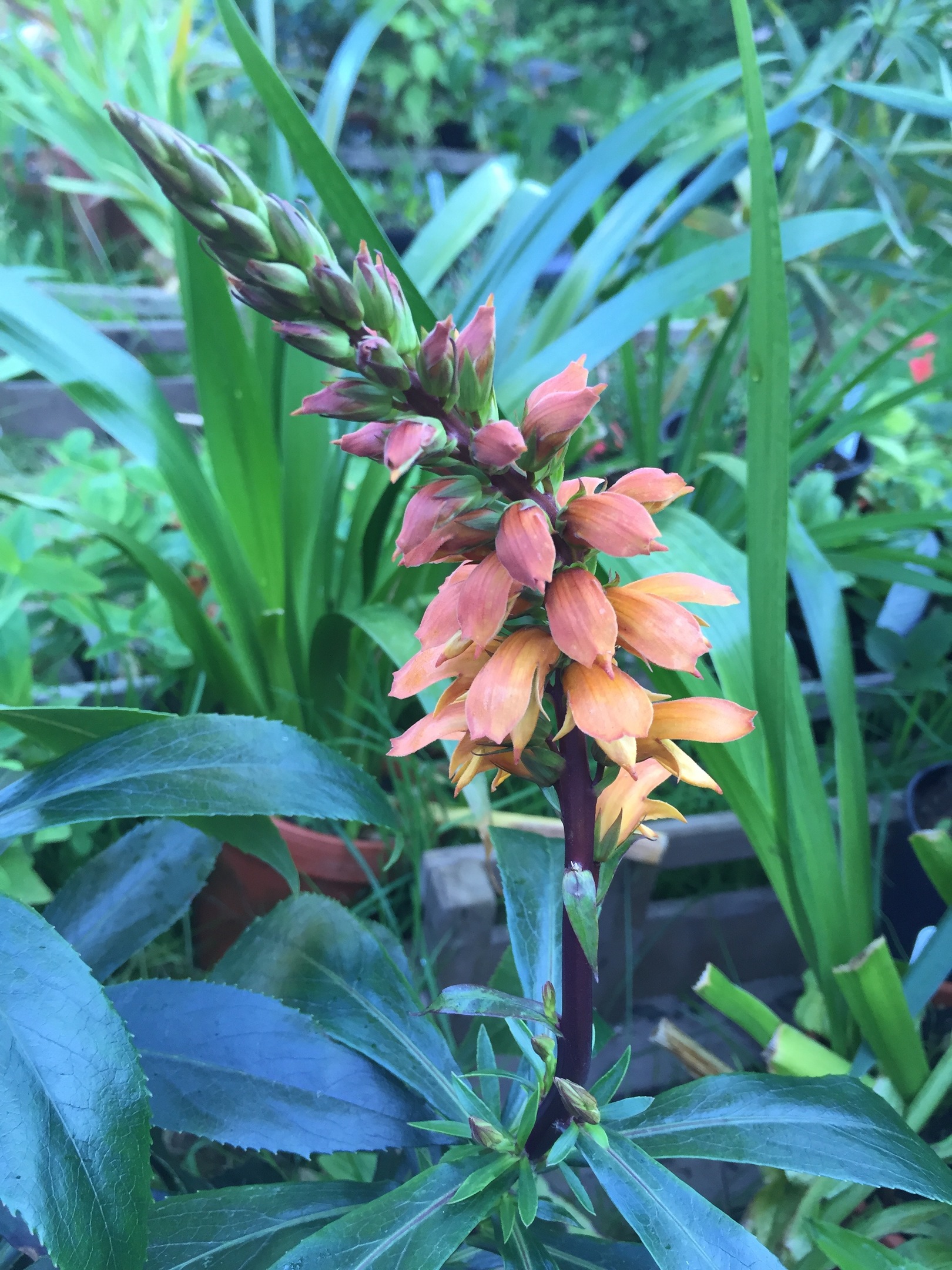 Isoplexis canariensis