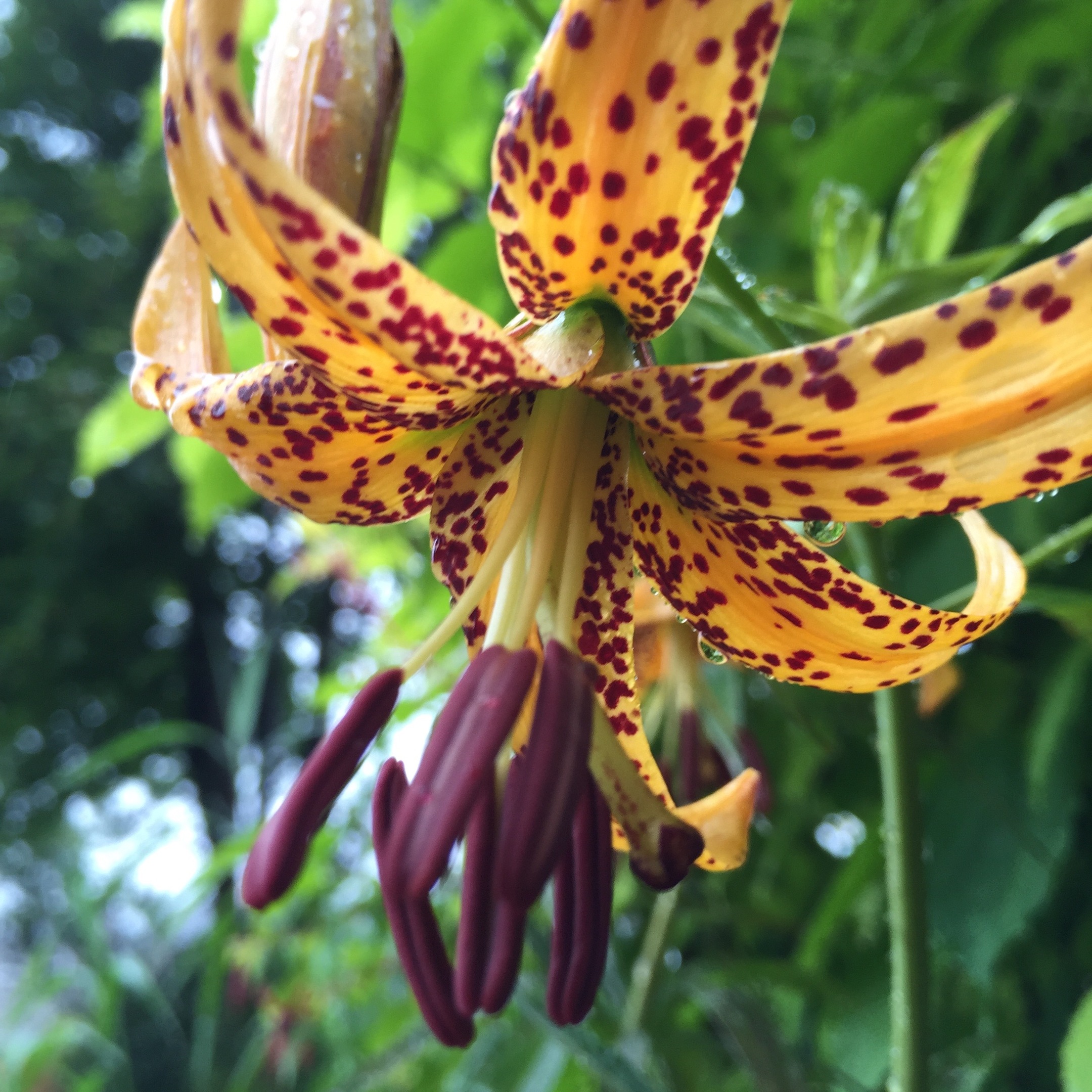 Lilium canadense