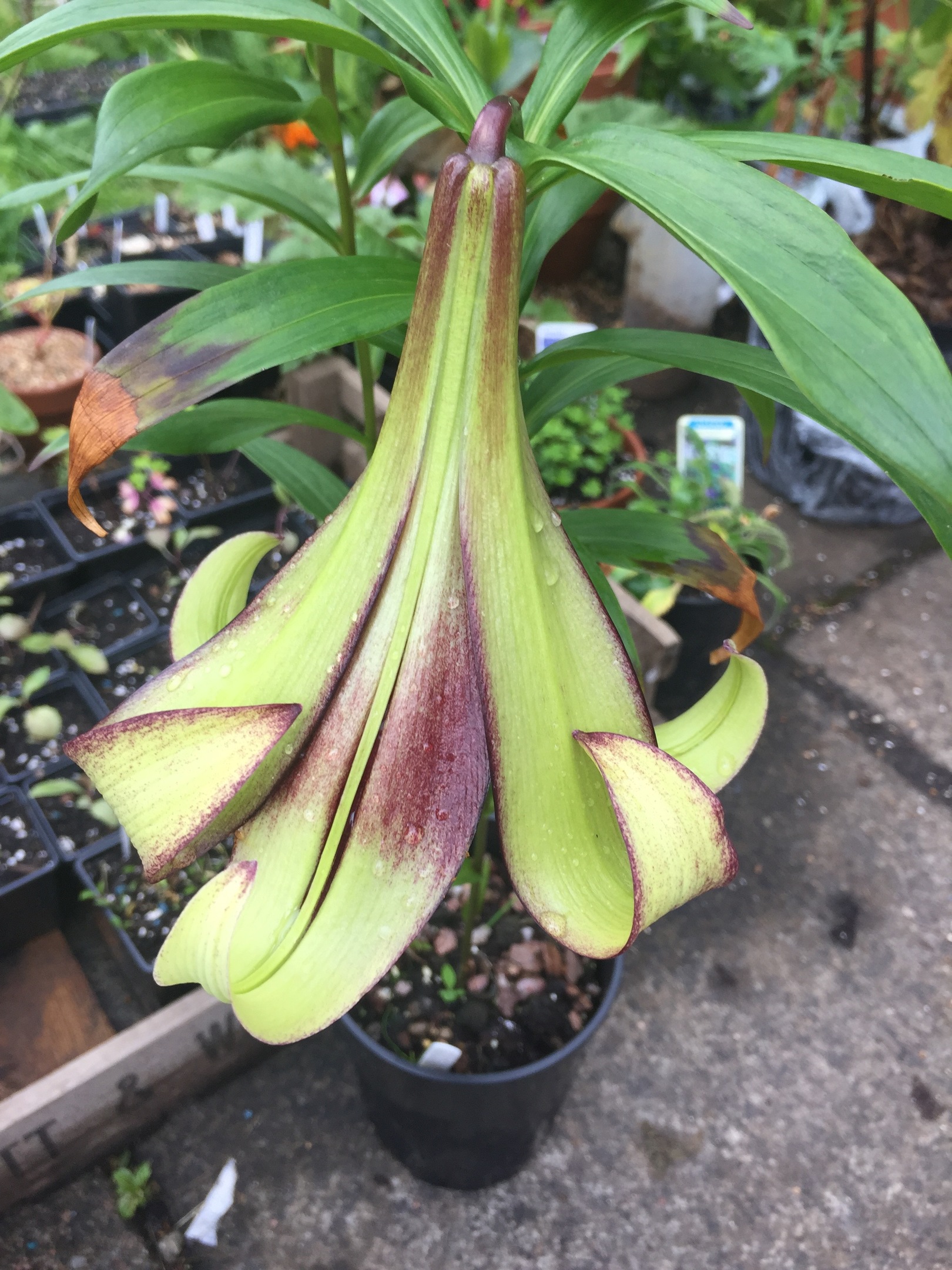 Lilium nepalense outside