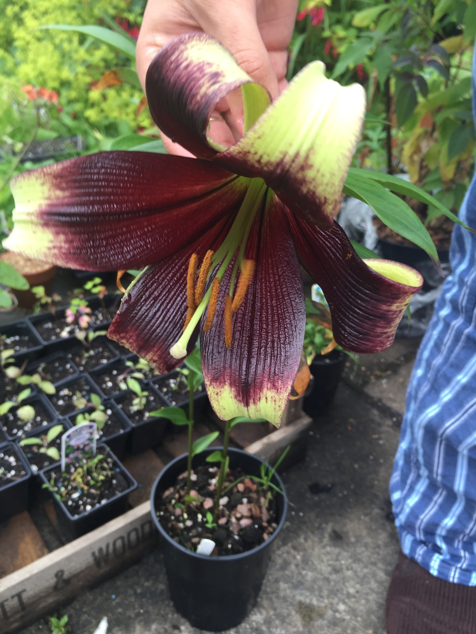 Lilium nepaulense inside