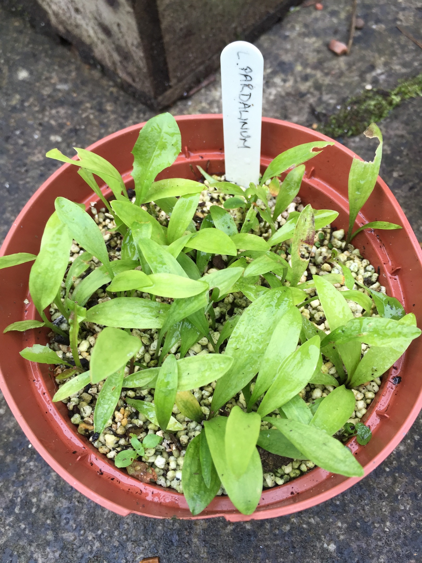 Lilium pardalinum seedlings