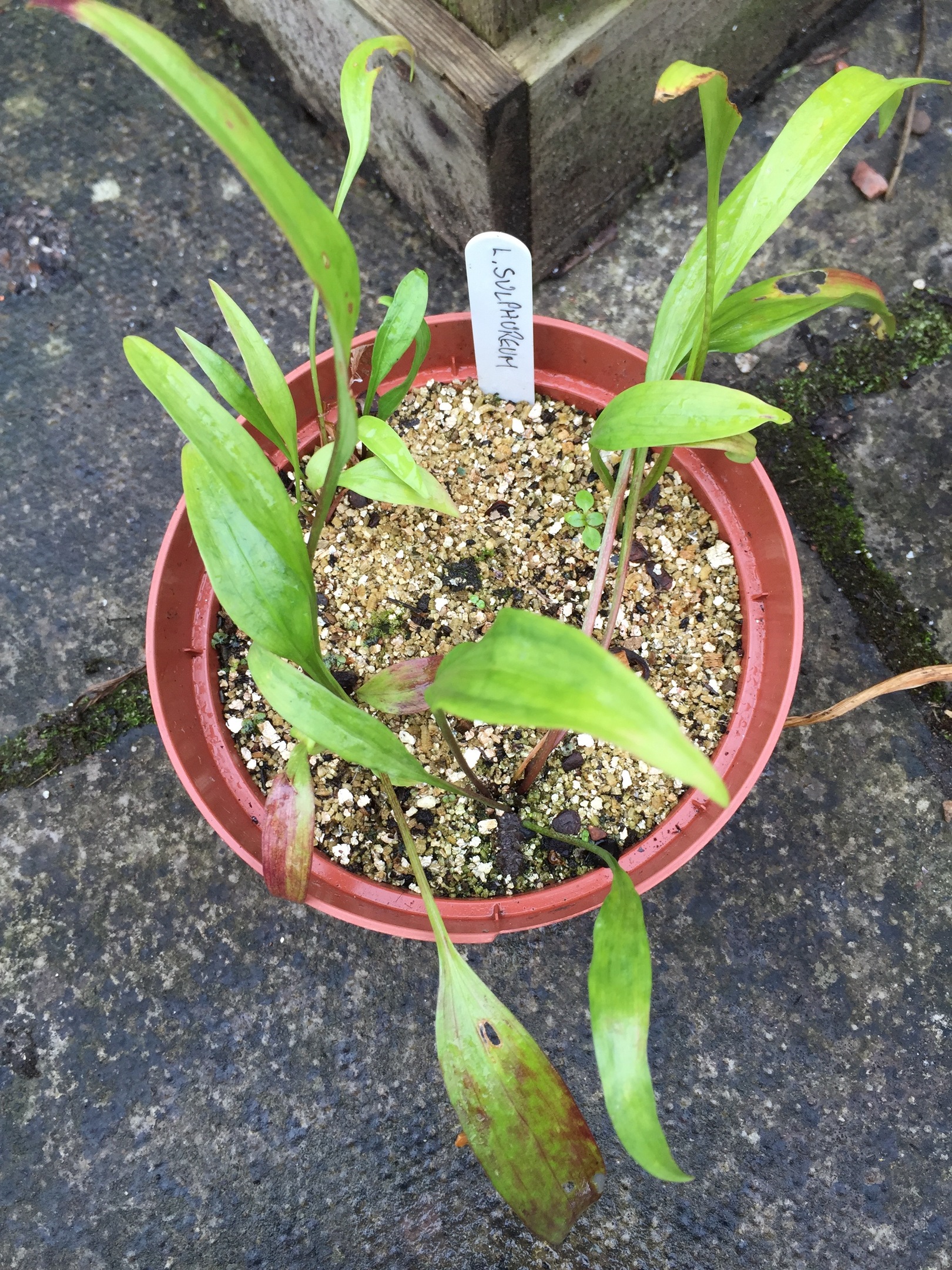 Lilium sulphureum seedlings