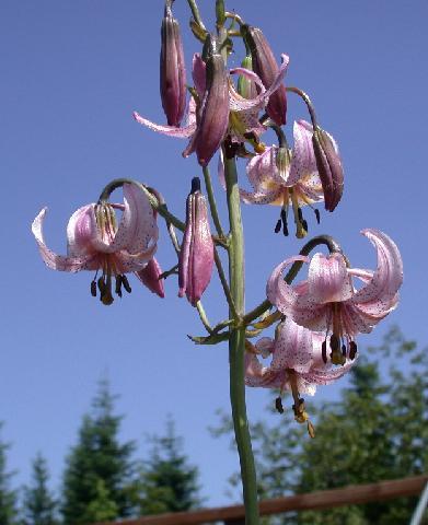 Lilium_kelloggii