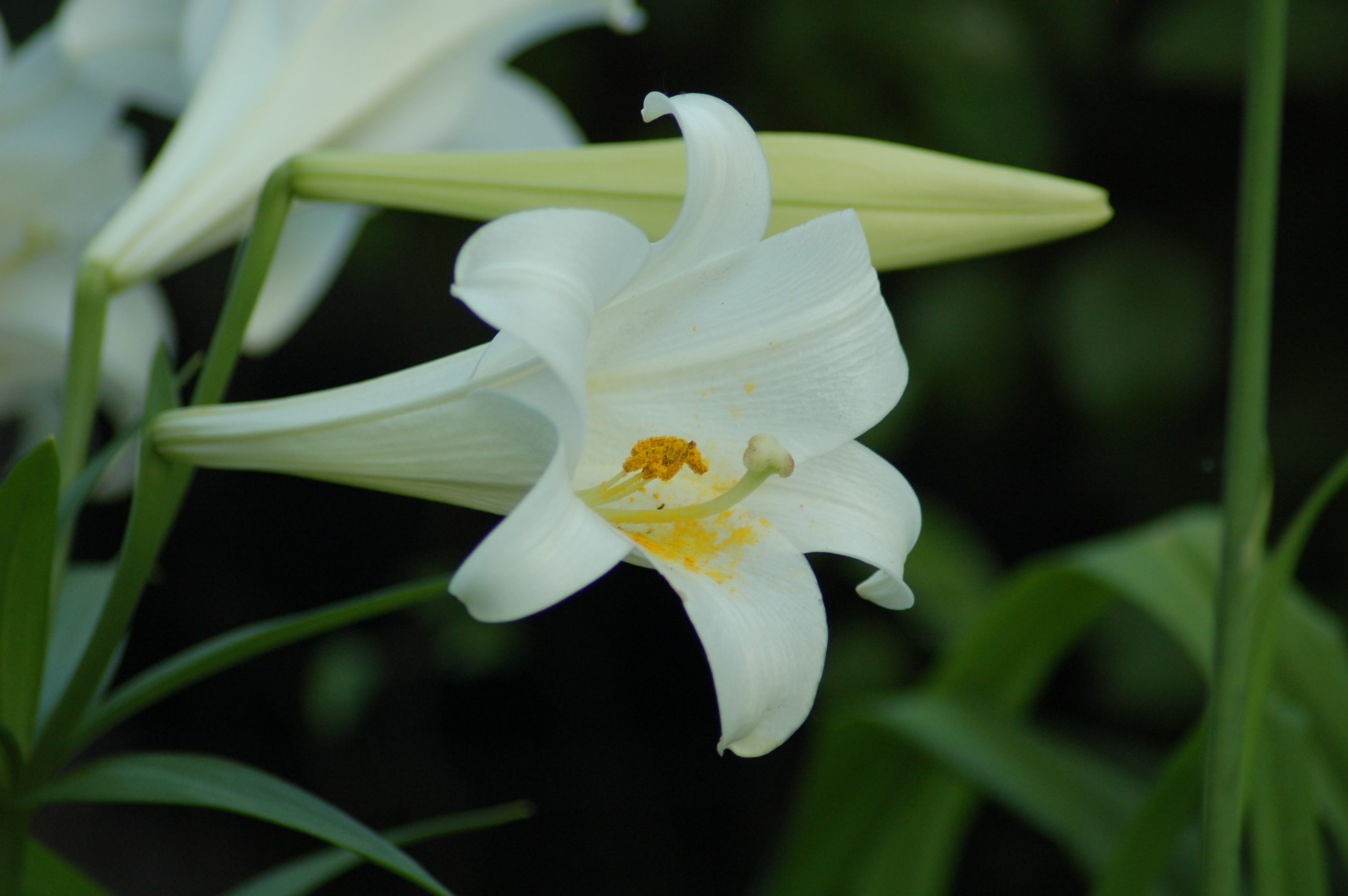 Lilium_longiflorum_var._longiflorum_(2)