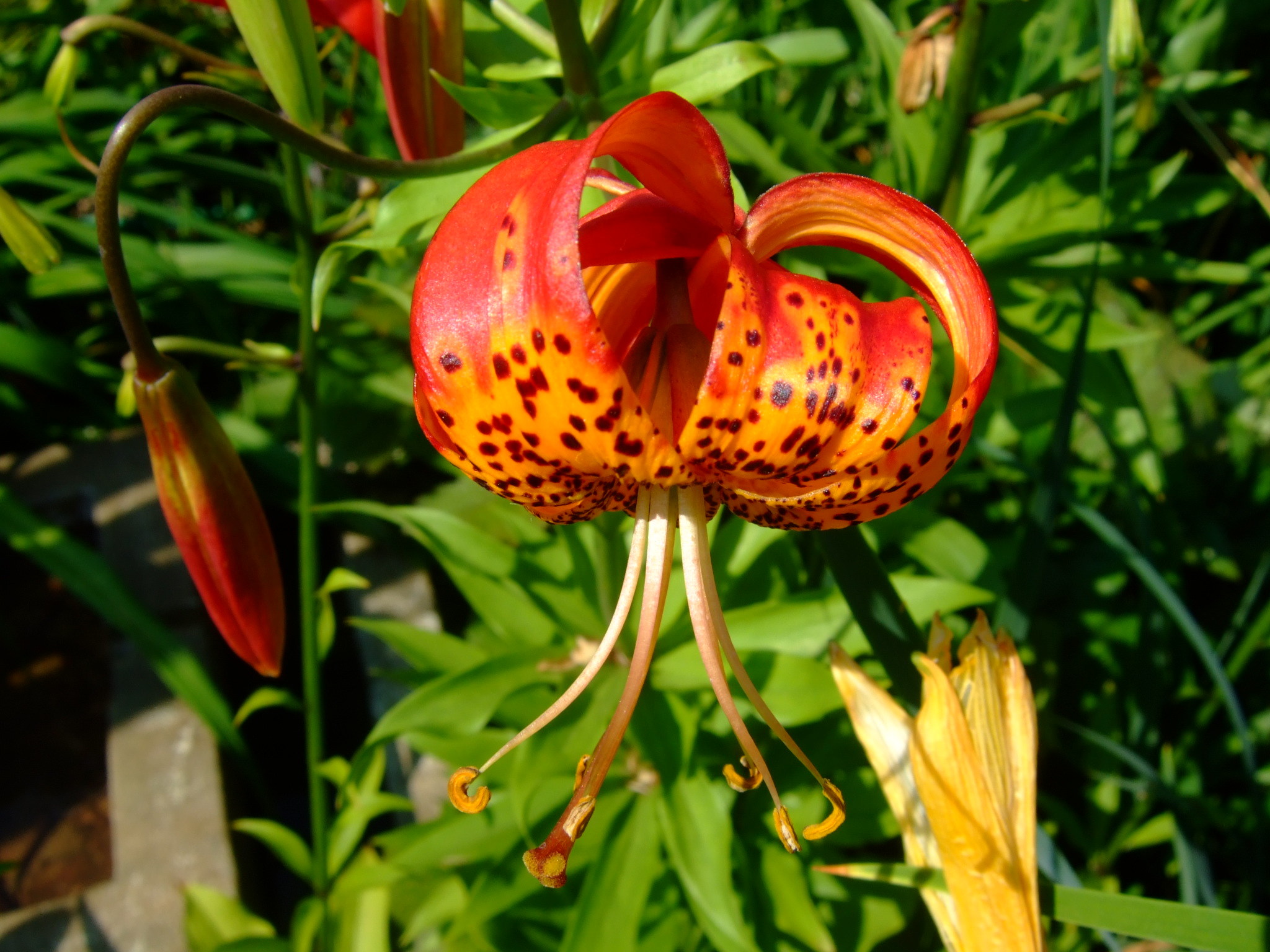 Lilium_pardalinum_Madison,_Wisconsin