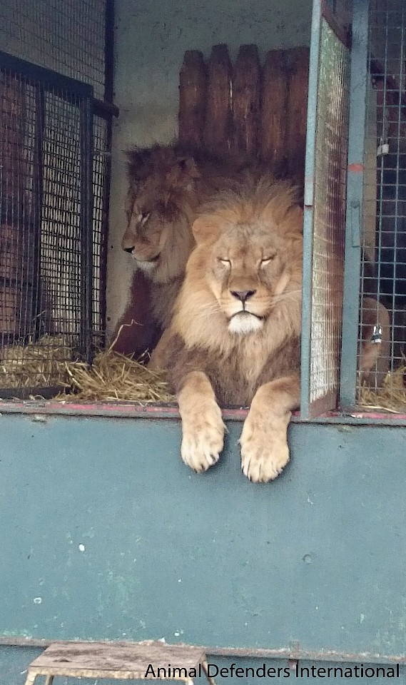 The north-east lions have been barred from performing in England