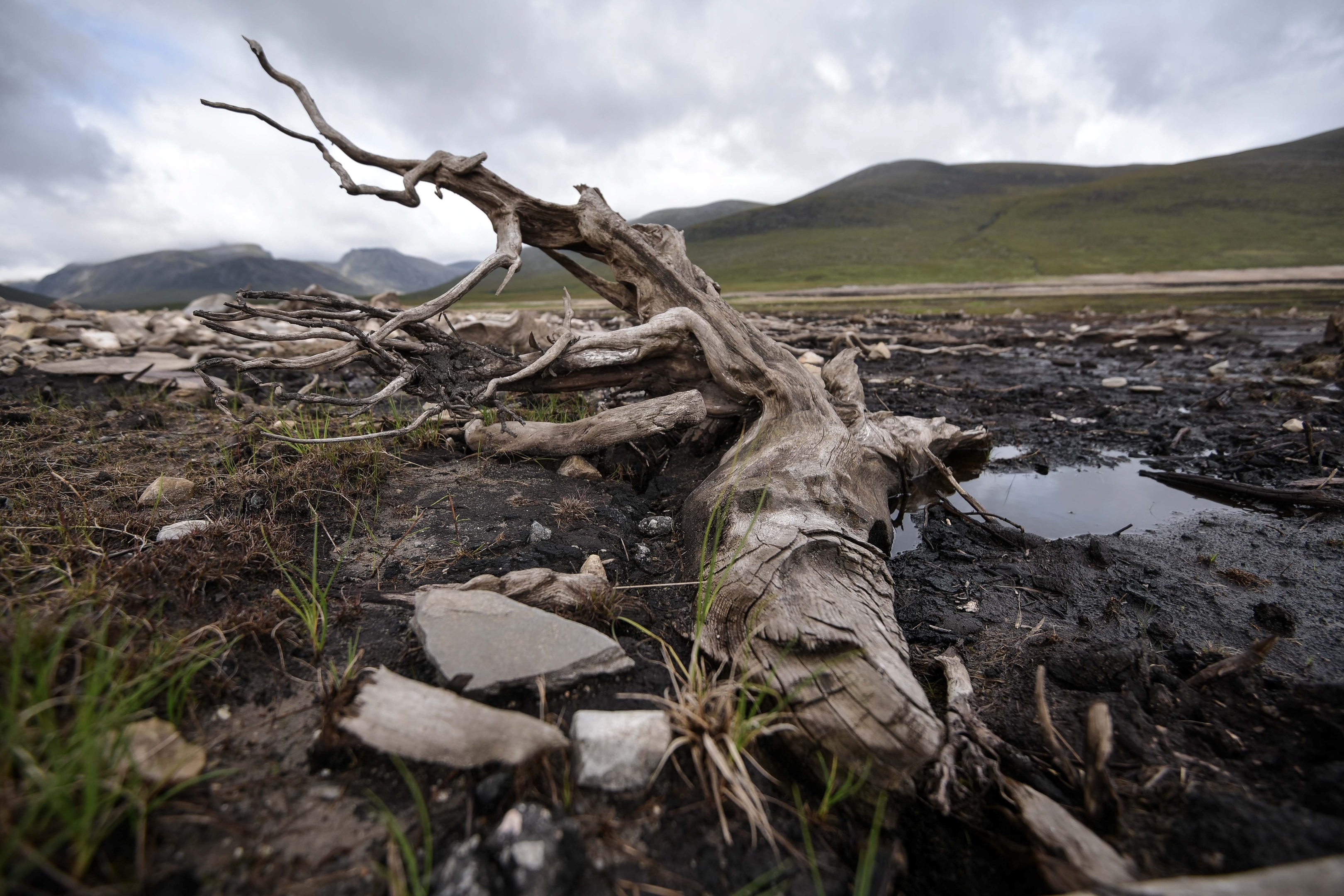 An old tree stump which has remained preserved at the bottom of the waters 