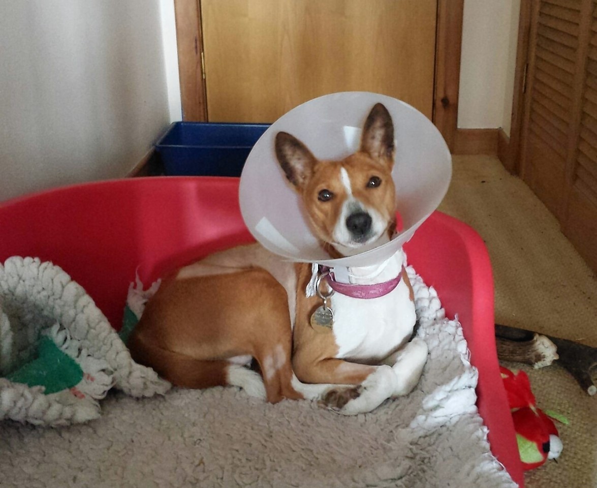 Nakura the dog recovering from surgery.