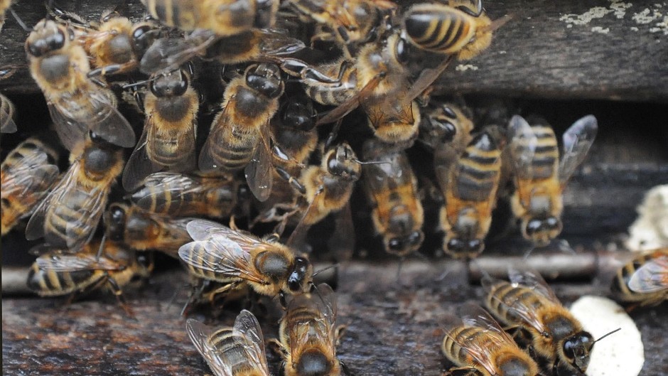 Bee numbers are in decline