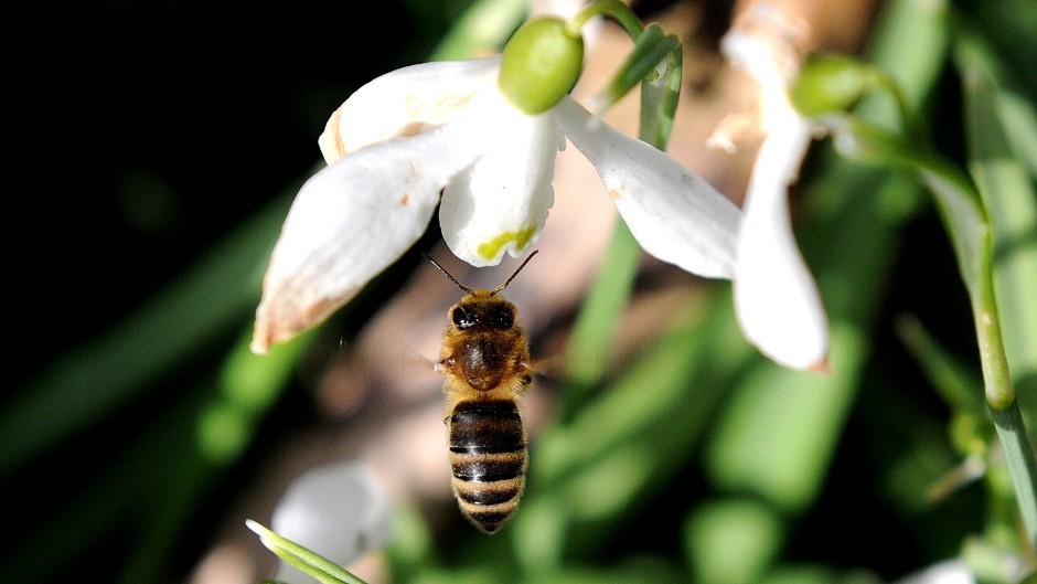 The latest study compares the difference between the three banned neonicotinoids