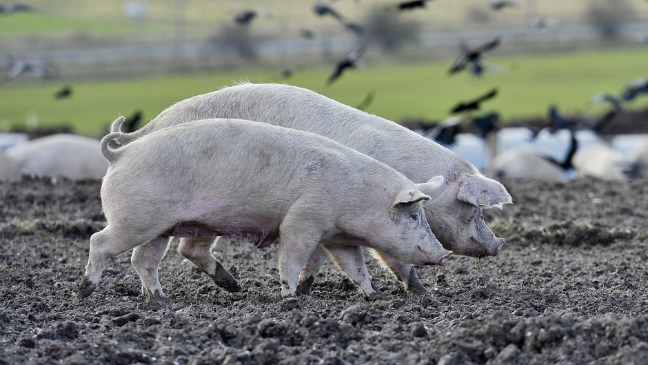 All QMS assured pig farms have signed up to the charter.