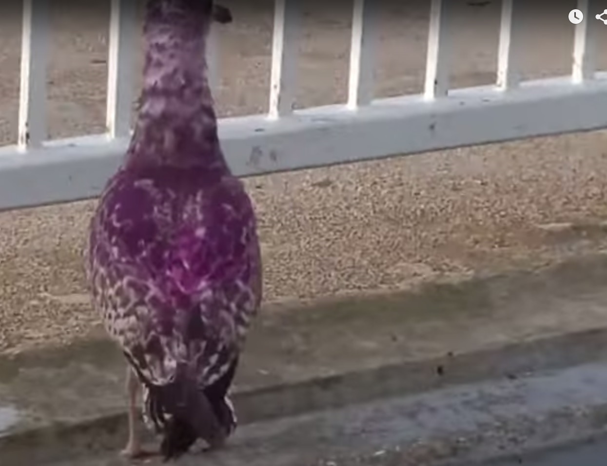 Purple Gull