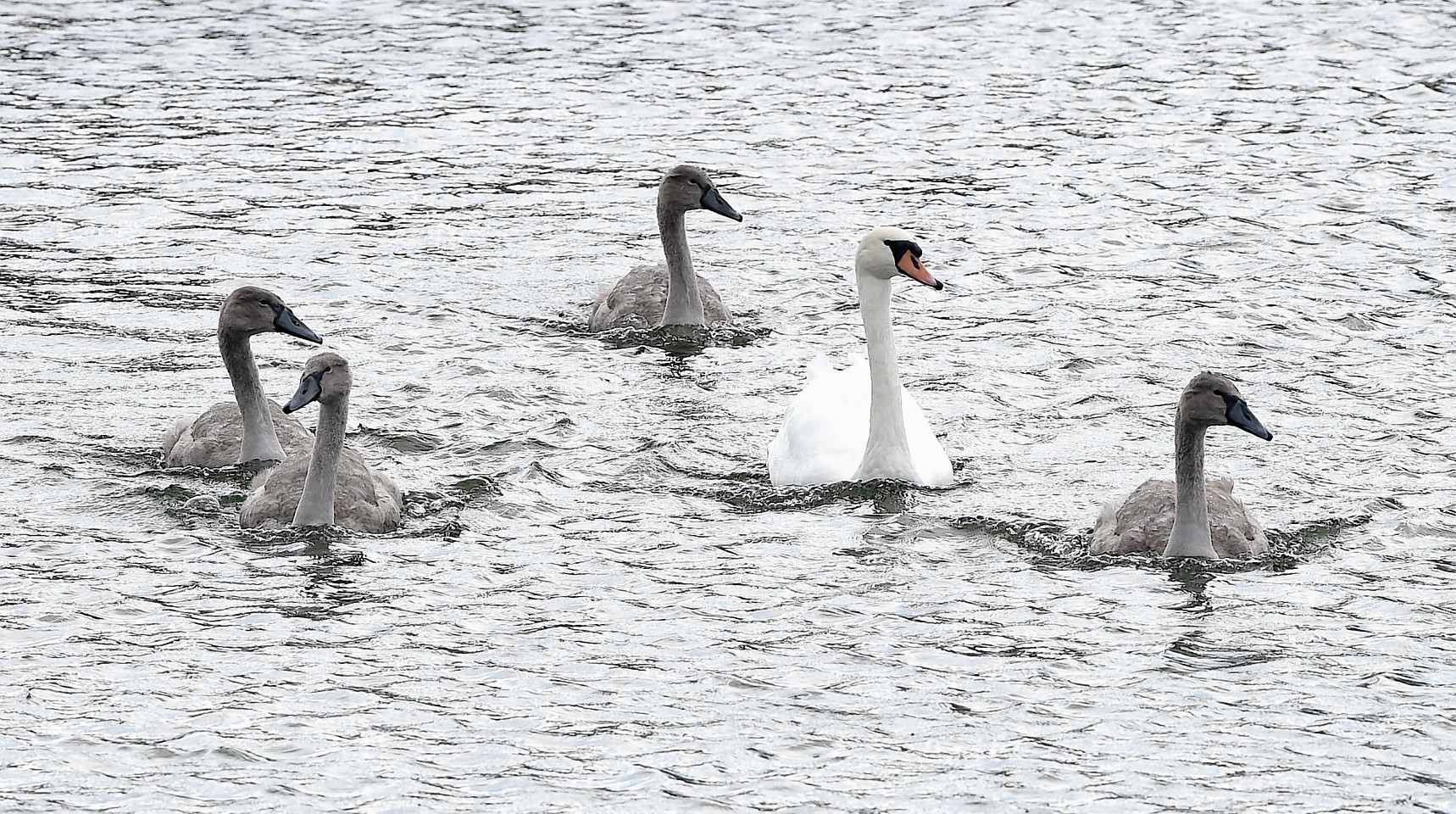 Swans with their signets on the loch at the Inverness Campus yesterday afternoon.