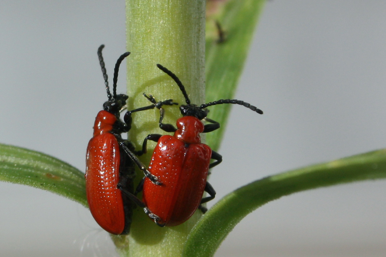 Scarlet_lily_beetle_lilioceris_lilii