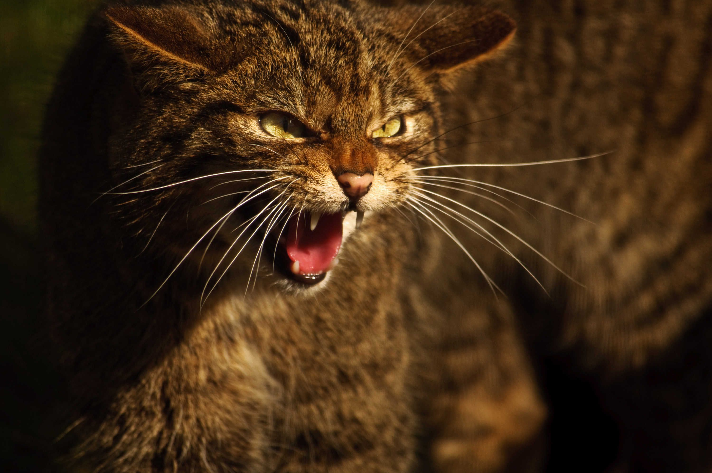 The Scottish wildcat is an endangered species. Credit: Adrian Bennett