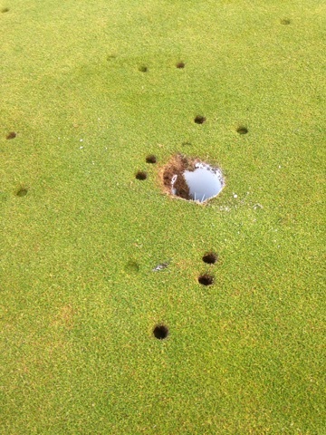 The damage to the third green at Royal Dornoch's Championship course