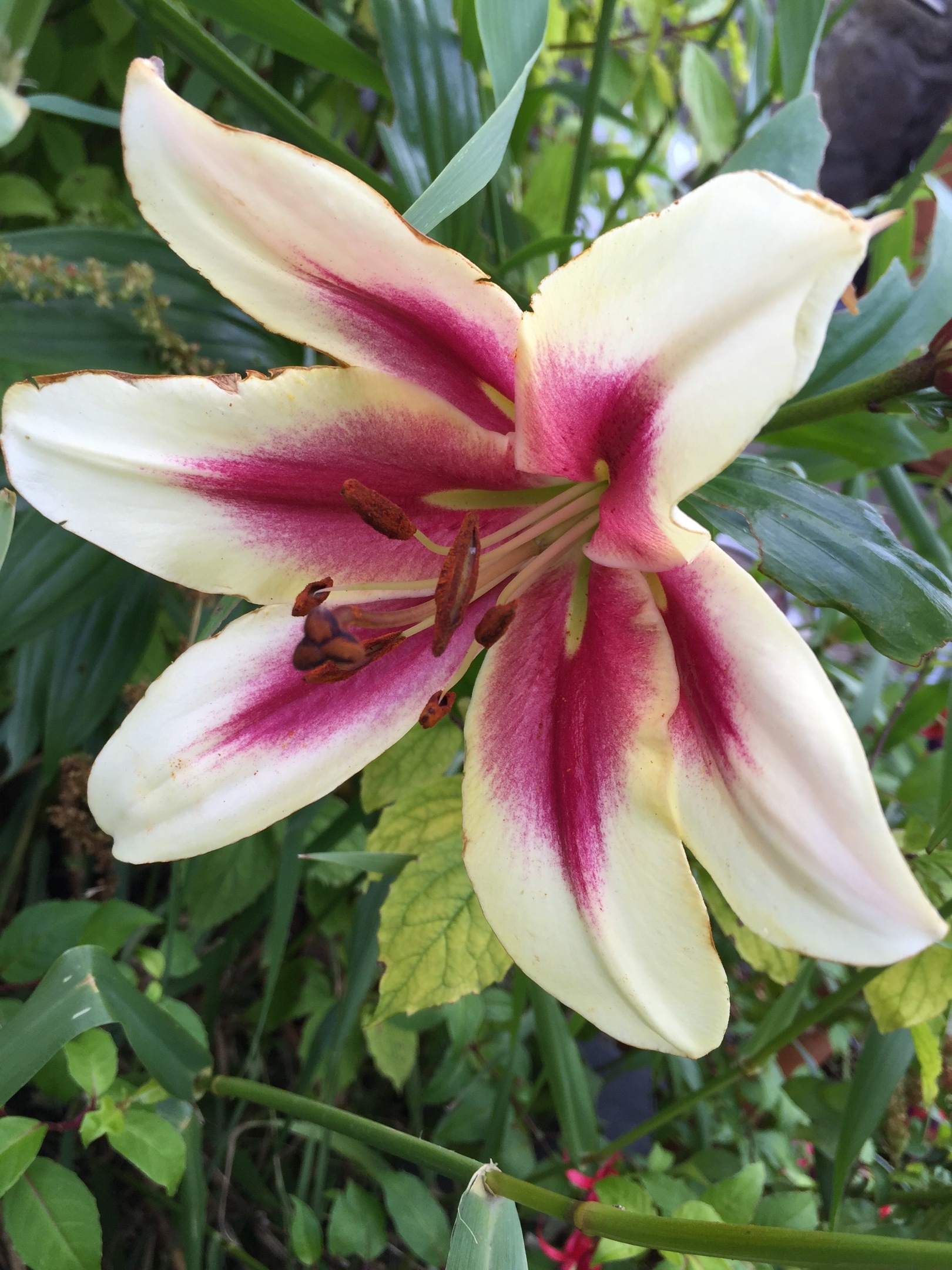 Unknown lilium