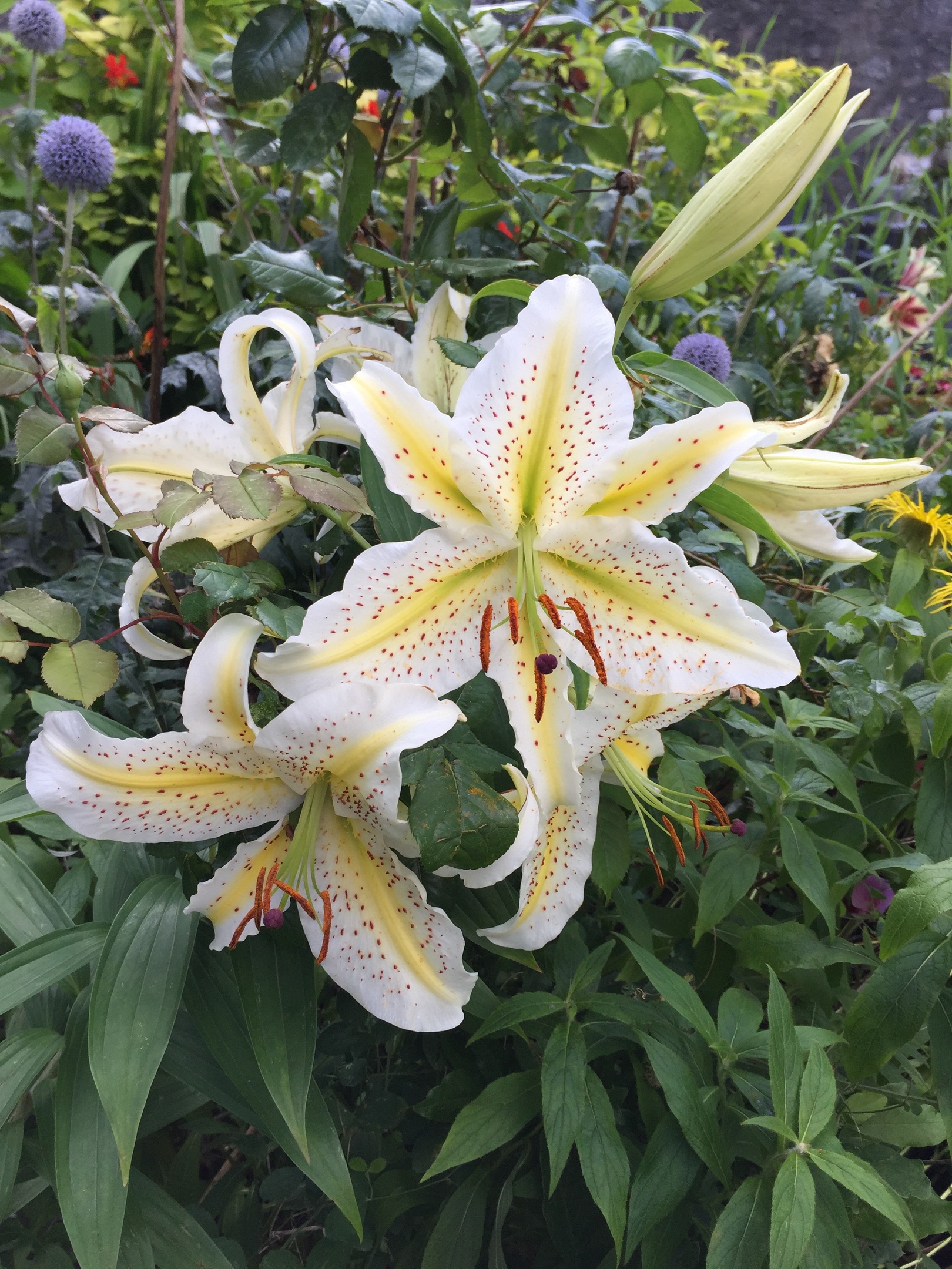 Unknown oriental lilium