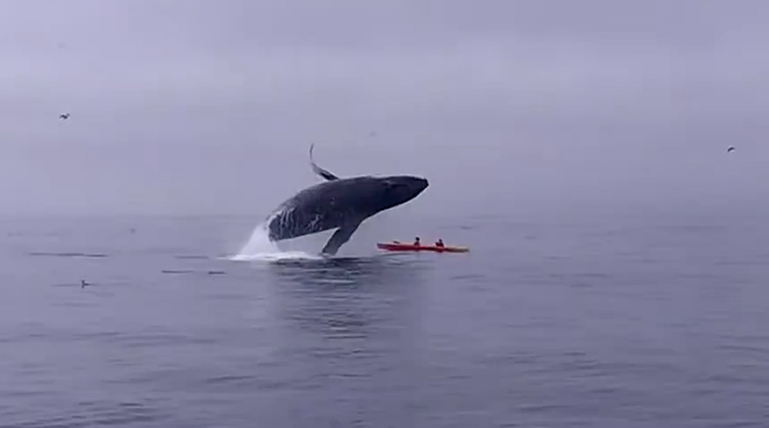Humpback whale as it breaches on top of Kayakers.