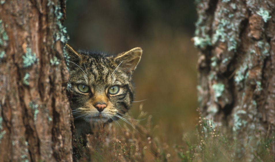 The iconic Scottish wildcat is at risk of extinction