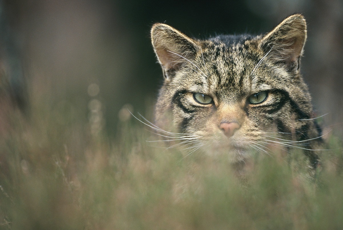 The iconic Scottish wildcat is at risk of extinction