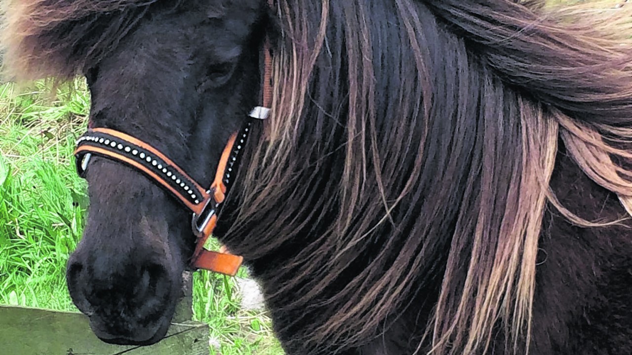 This is Crumpet, she is a six year old Shetland pony rescue.