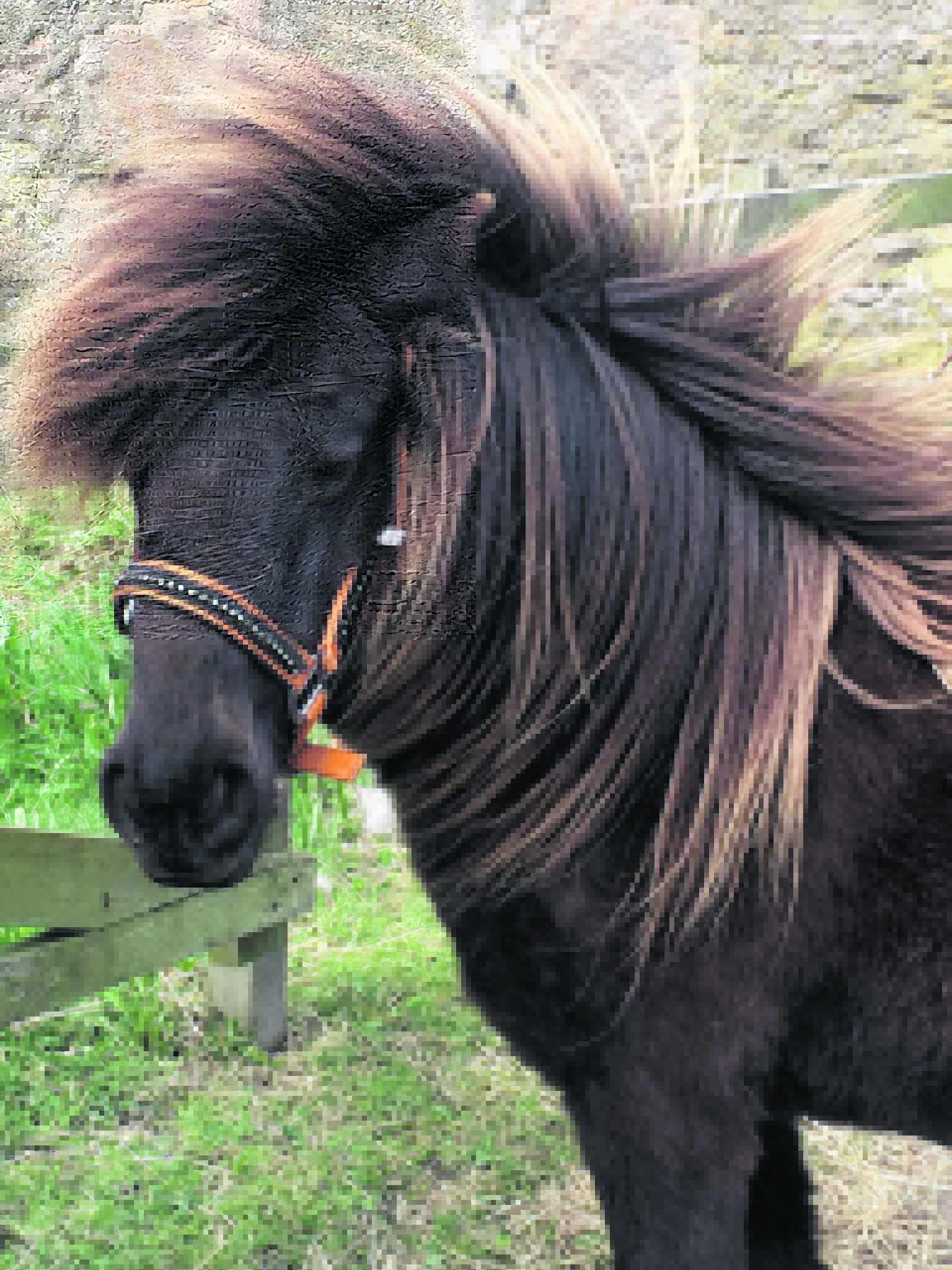 This is Crumpet, she is a six year old Shetland pony rescue.
