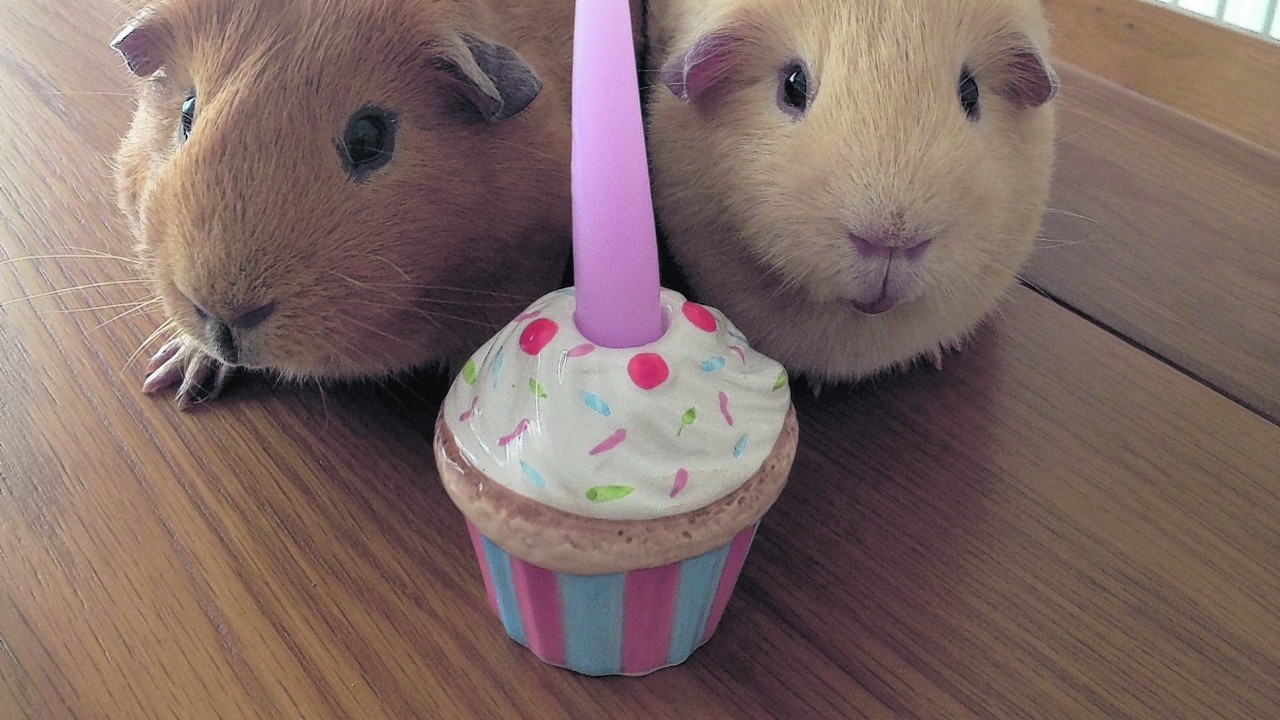 This is Daisy and Maisy the guinea pigs celebrating their first birthday.