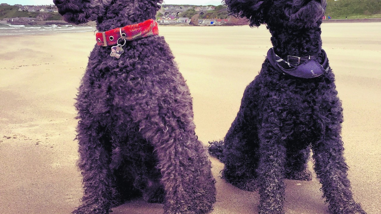 Here are Jess and Johnny the poodles on holiday in Cullen on the windy beach waiting for a snack.