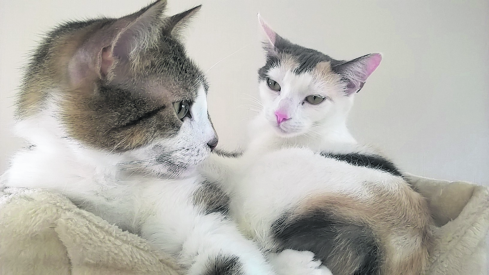 Odin (Tabby) and Isis (Callico) were recently adopted from the local Cat Protection centre as a pair. They are 21 months old and have been together since kittens. They live with the Hoskins family in Hallglen, Falkirk.