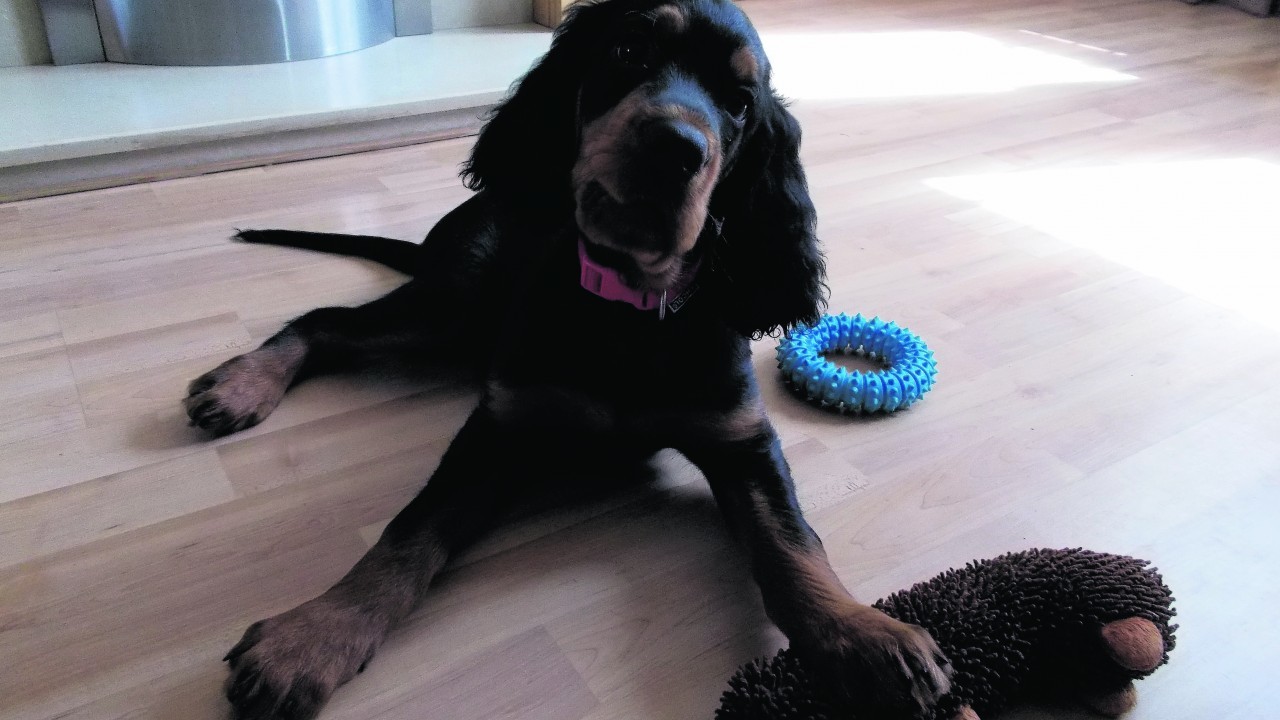 Ruby is a Gordon Setter and she lives in Stornoway with Michelle Macleod.