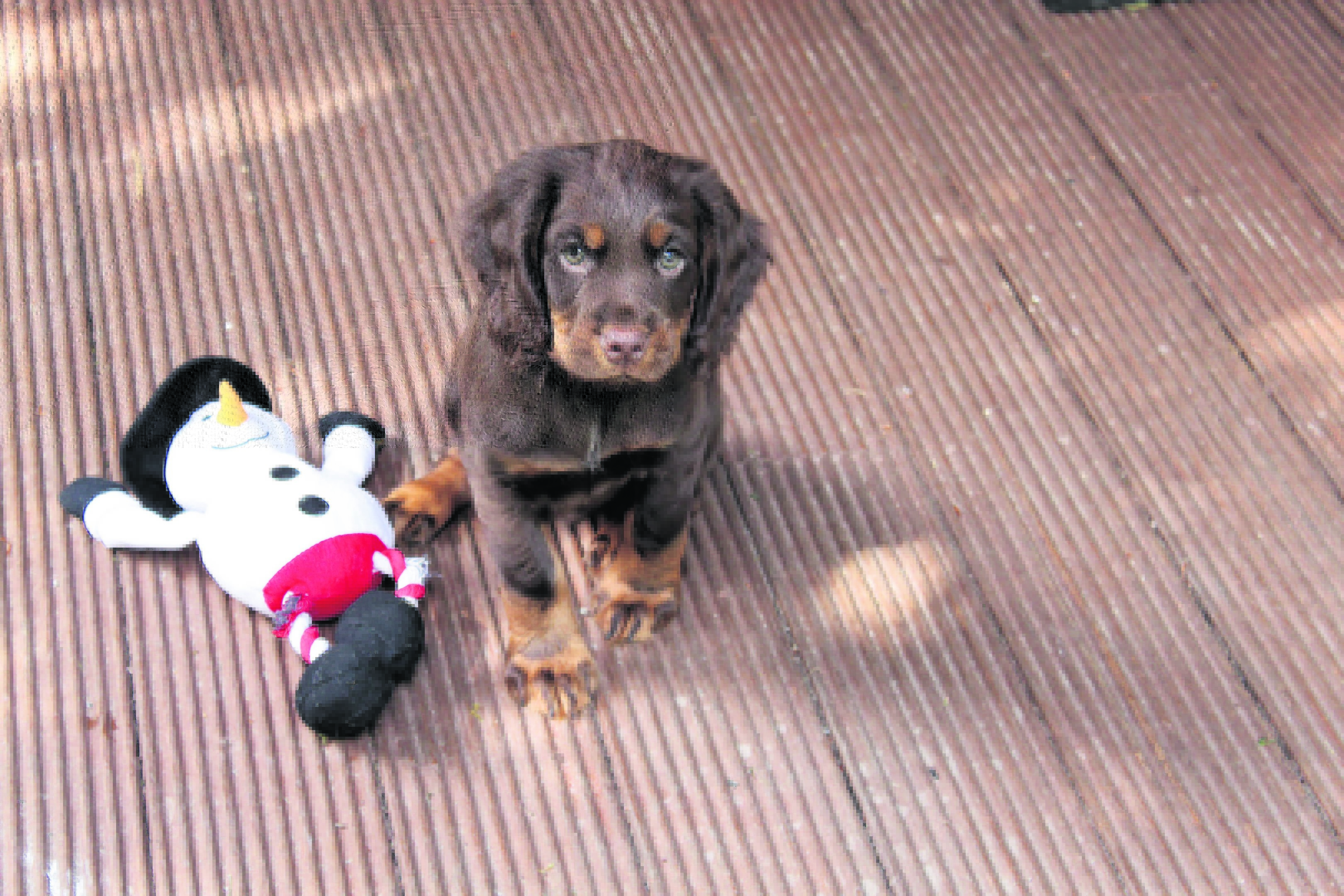Freddy the working cocker spaniel pup lives with Nigel Levett in Kiltarlity, Inverness.
