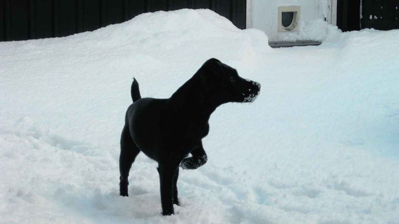 This is Molly, a black Patterdale Terrier who lives with Michael, Claire and Hannah in New Deer.