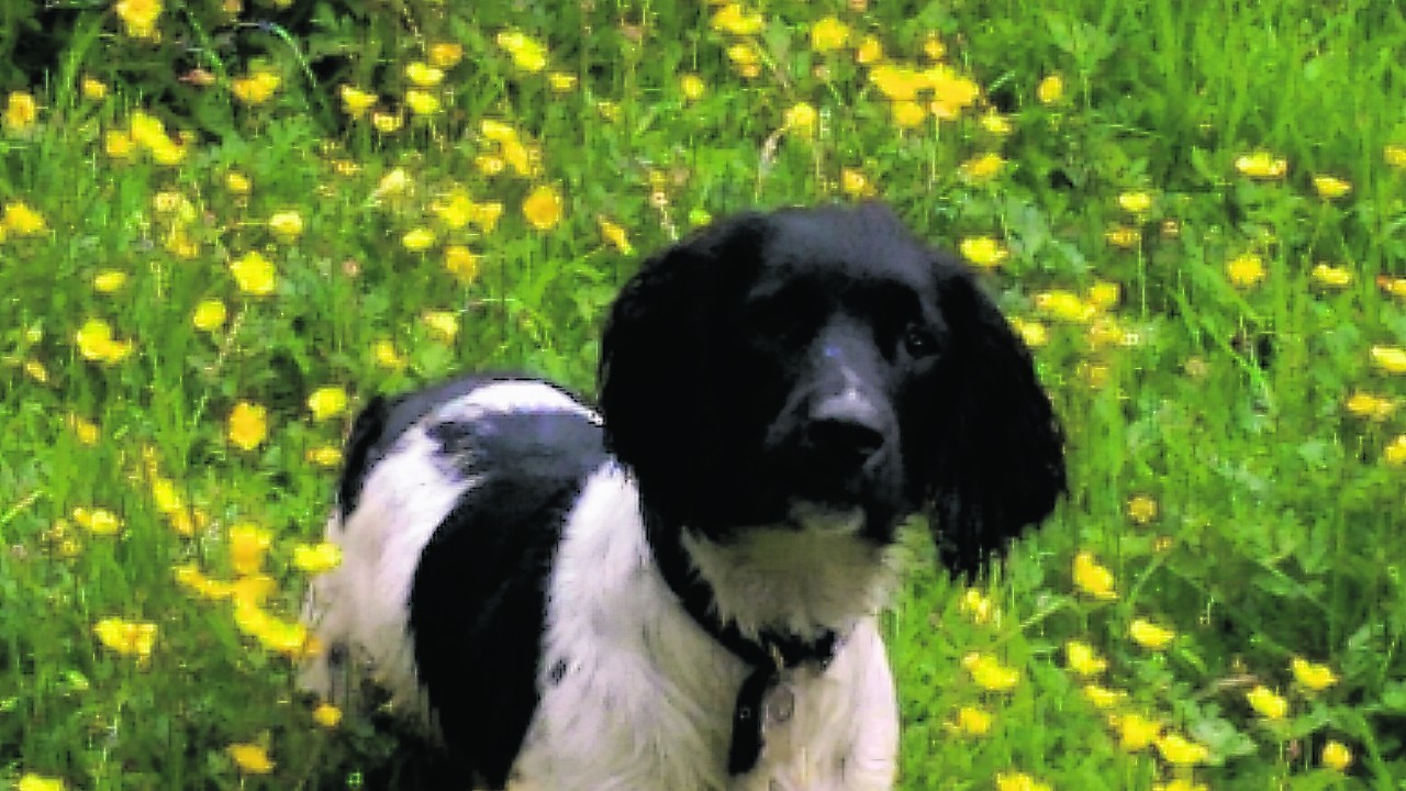 This is Ozzy the Springer Spaniel who is a year old and stays with Dale and Aimee in Gourdon.