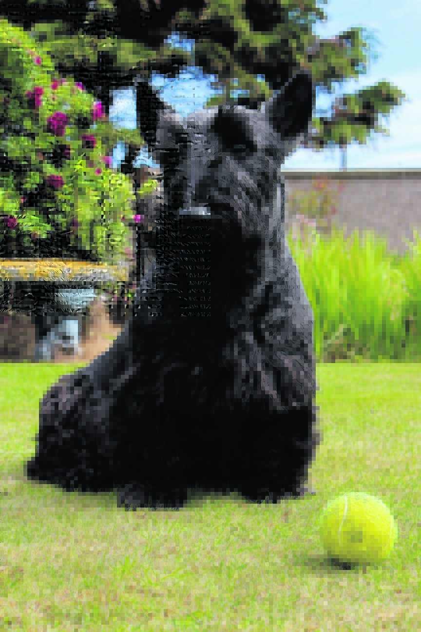 This is Rory the Scottie dog waiting to play fetch with his favourite tennis ball. He live with Mr and Mrs Taylor at Whitehills, Banffshire.