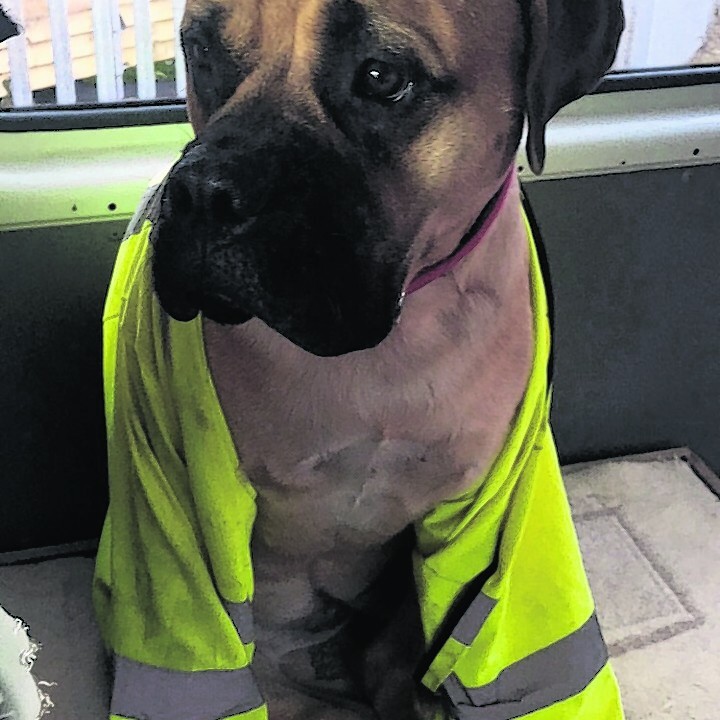 This  is Ruby the bull mastiff at her work. She lives with Mags and Kenton Morrison at Farr, Inverness.