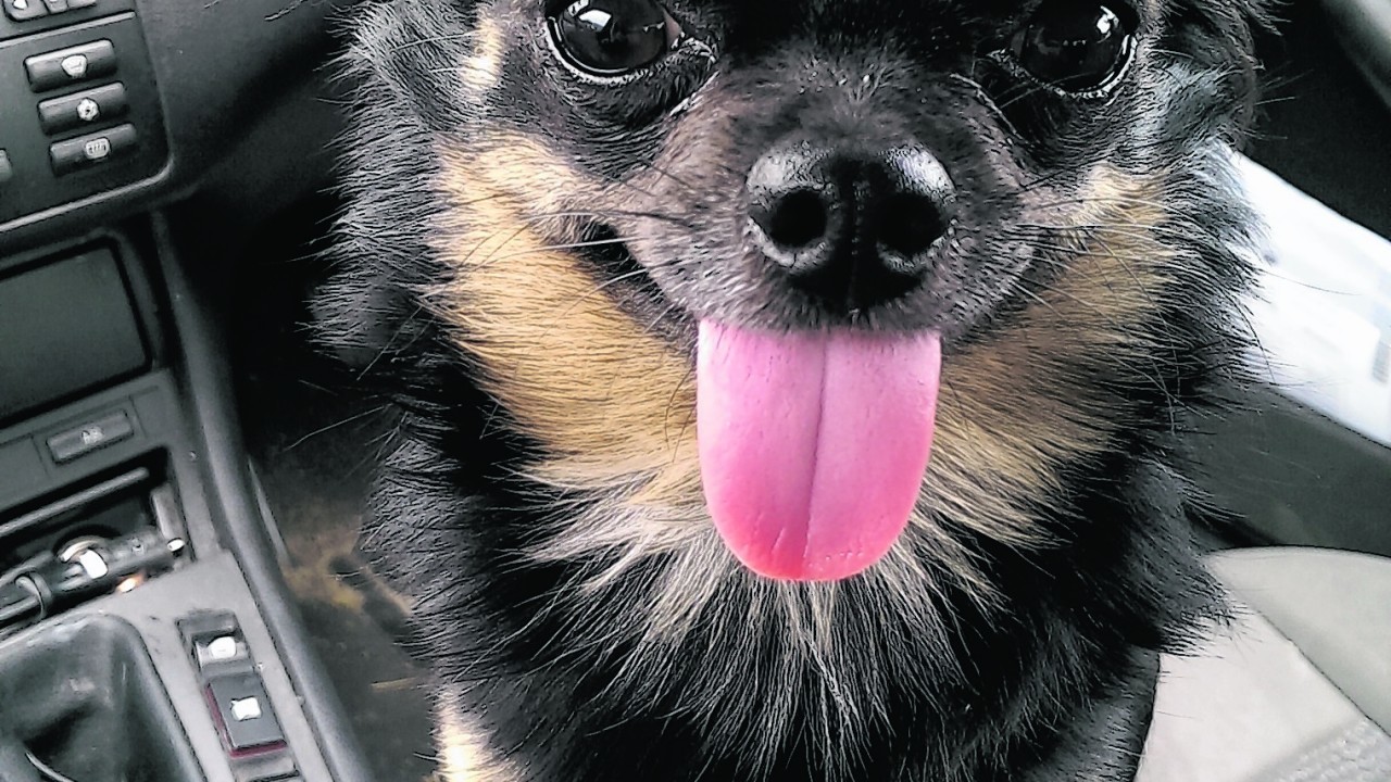 Chihuahua Stevie was born with a deformity with his jaw, hence the sticking out tongue. But his family, the Hannans, still love him dearly. They all live in Culbokie, Dingwall. Stevie is our winner this week.