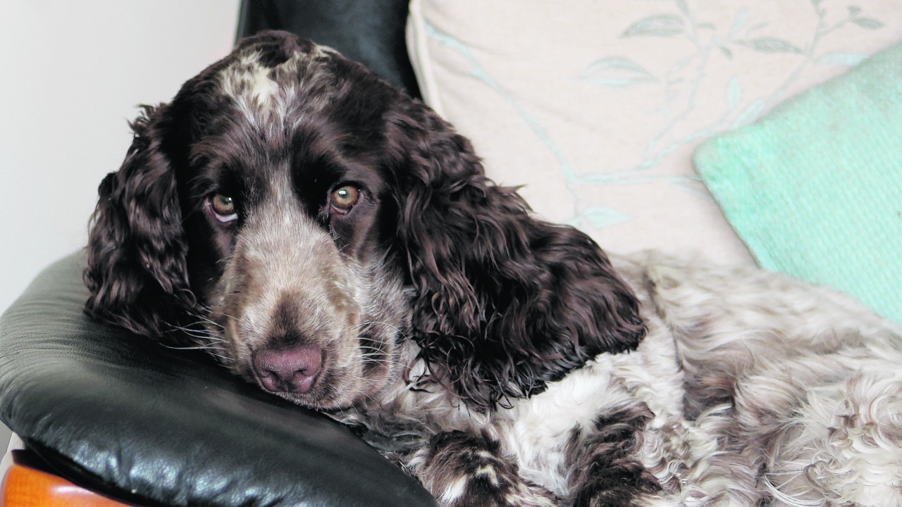 Here is Caoimhe, the 10 month old chocolate roan cocker spaniel relaxing at home in Kiltarlity where she stays with Graham and Linda.
