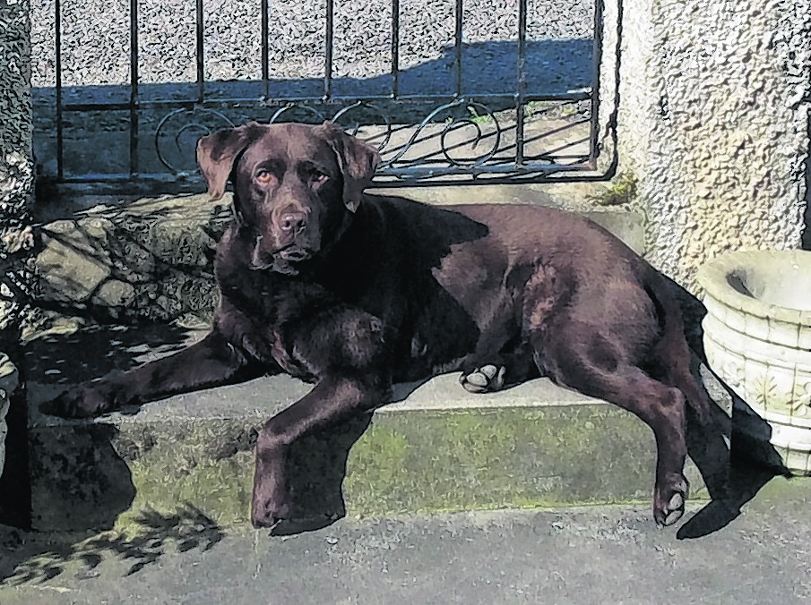Holly, a chocolate Labrador, lives with Anne Henderson at Findhorn, by Forres, Moray.