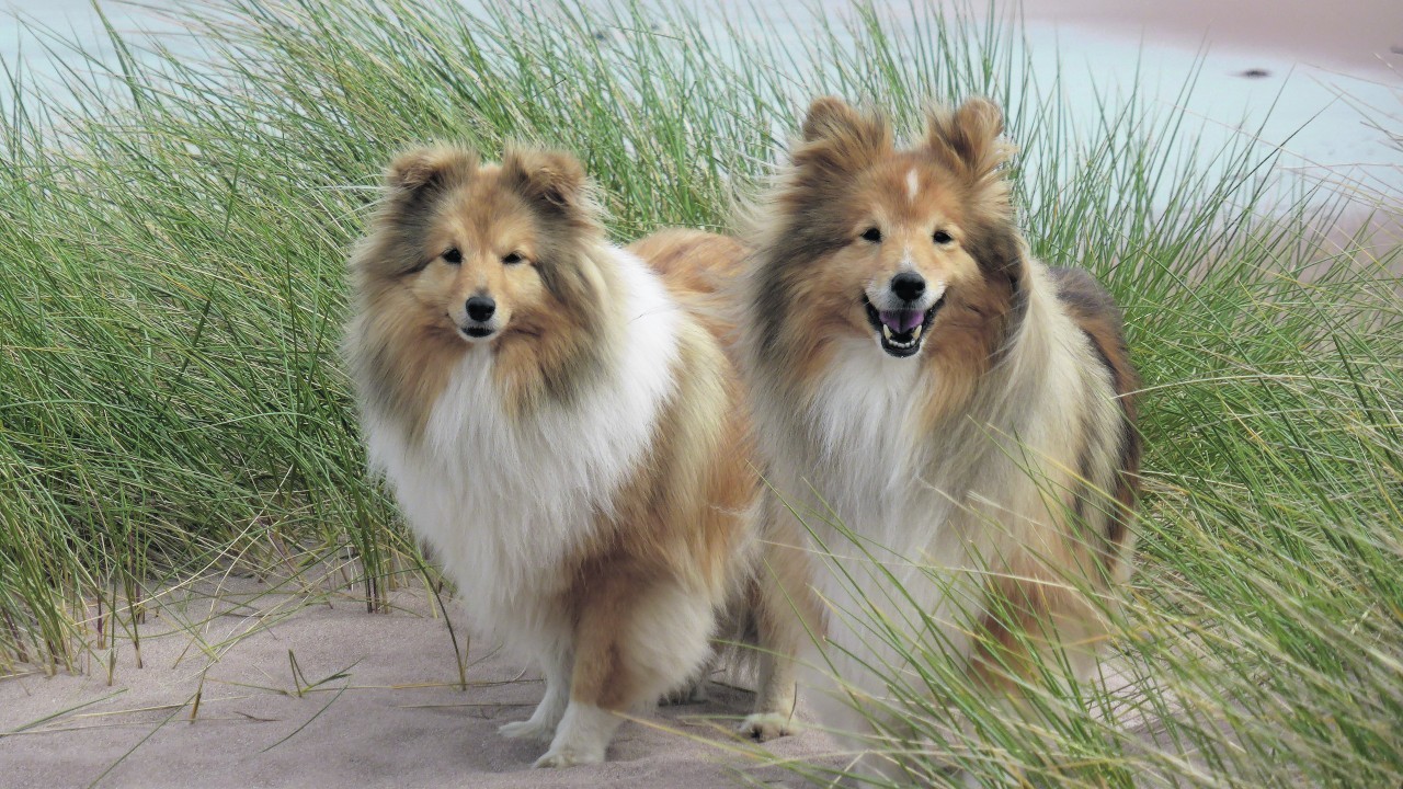 Shelties, Sorcha and Cindy, on Achnahaird beach, on holiday from Edinburgh, where they live with Averil Foulner.